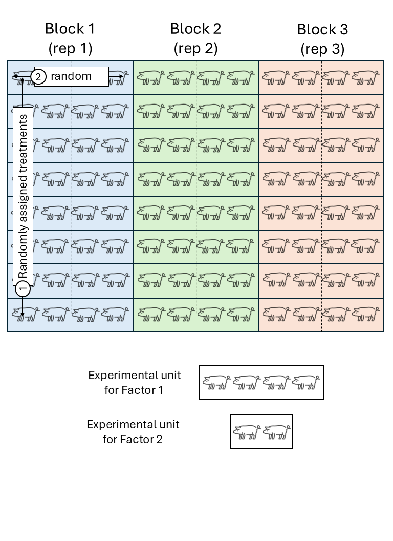 Schematic description of a swine experiment with a split-plot design